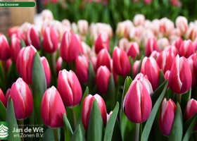 Tulipa Crossover ® (2)